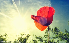 红花阳光