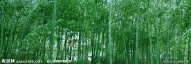 竹林