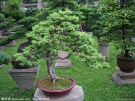 盆花