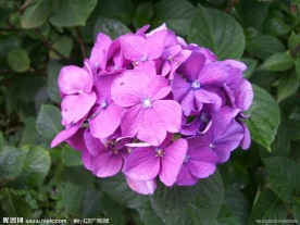 紫花