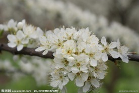 李子花