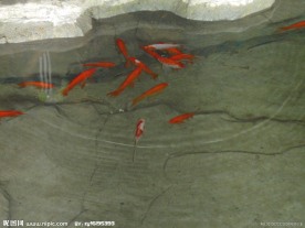 透明池水中的金鱼