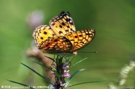 蝶恋花