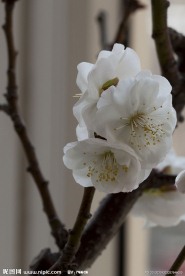 梅花