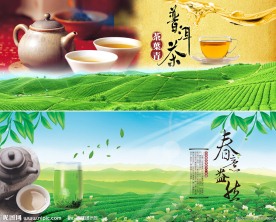 茶园风光