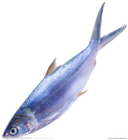 沙丁鱼