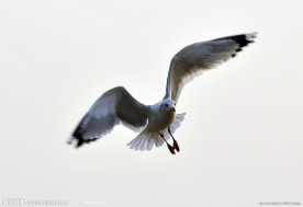海鸥飞舞