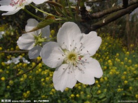 李子花