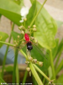 蜻蜓特写