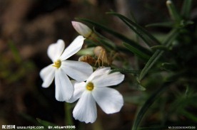 美丽小花