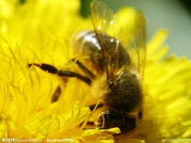 昆虫蜜蜂