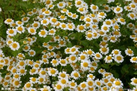 白色小花