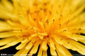 菊花鲜花