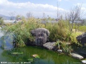 青青河边草