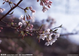 一个樱花