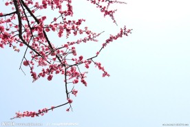 红梅