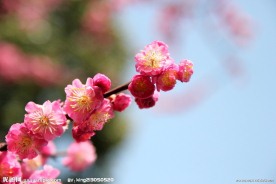 红梅