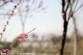 红梅
