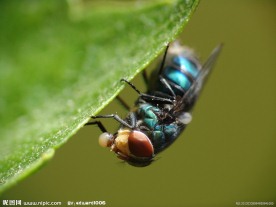 苍蝇特写
