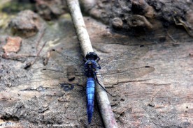 蓝蜻蜓特写