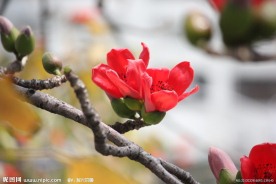 木棉花
