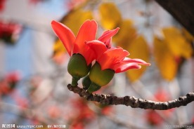 木棉花