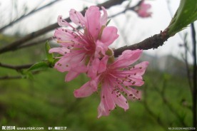 三月桃花
