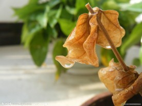 干枯的茉莉花