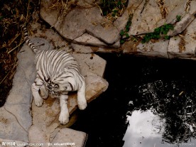 野生白老虎
