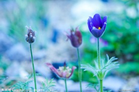 蓝色小花