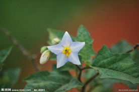 辣椒花