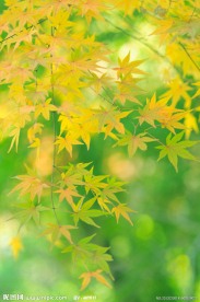 枫叶图片