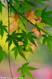 枫叶图片