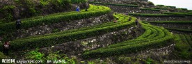 茶满园