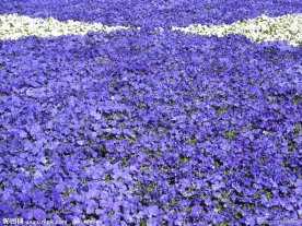 遍地鲜花