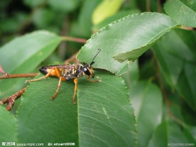 天牛昆虫