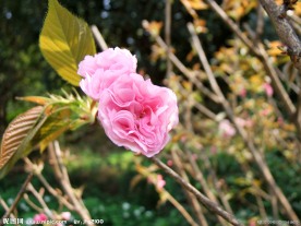 粉红花