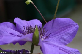 紫色鲜花