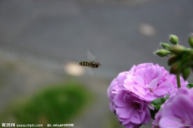 鲜花蜜蜂