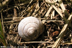 蜗牛特写