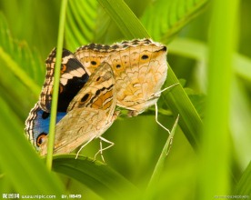 高清蝴蝶