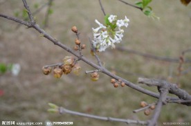 白花与枯梅