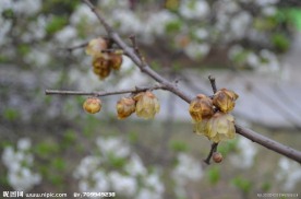 白花与枯梅
