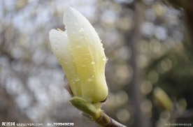 白玉兰花