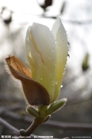 白玉兰花