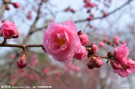 红梅花