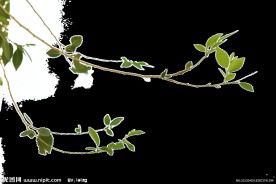 绿色 枝条