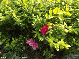 玫瑰鲜花图片