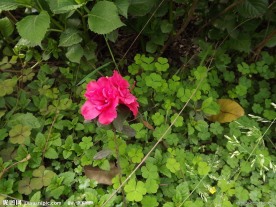 玫瑰花