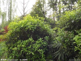 春天风景图片